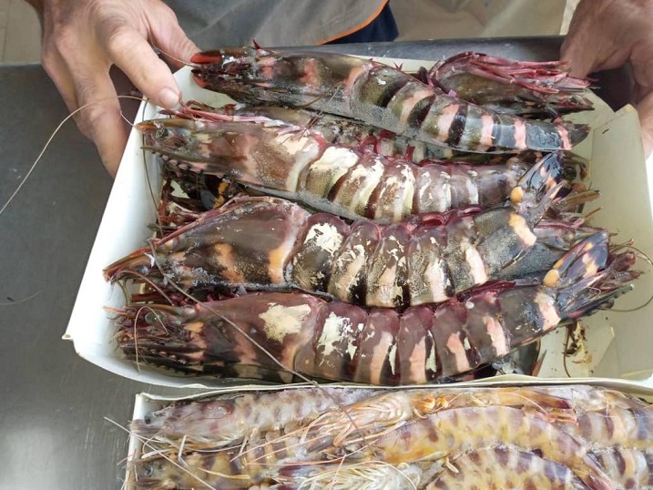 Giant Tiger Prawn