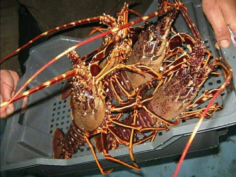 Mediterranean Red Lobster