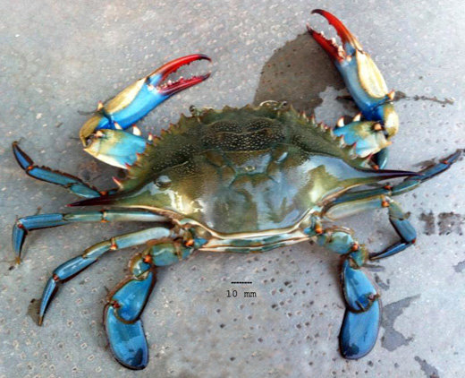 Blue Crab