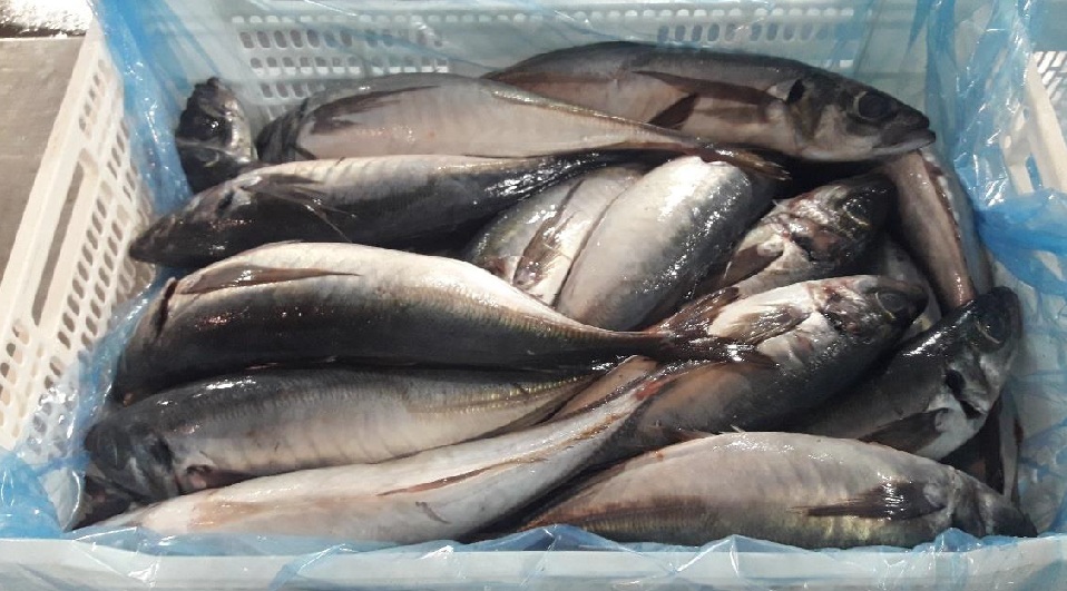 Horse Mackerel Murphy