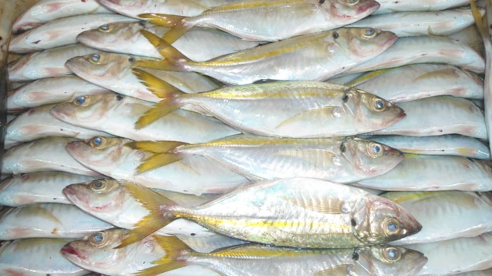 Horse Mackerel White